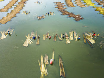 Farmers are busy separating jute fibre from stalks in a water body in natore district, bangladesh.