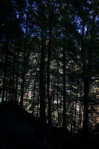 Silhouette trees against sky at night