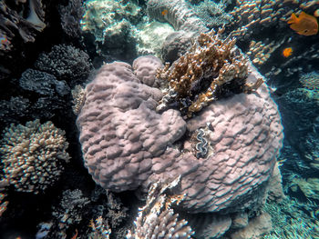 Close-up of fish swimming in sea