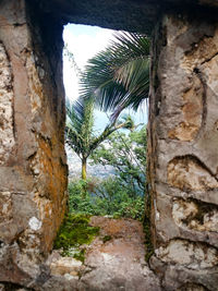 Low angle view of palm trees against sky