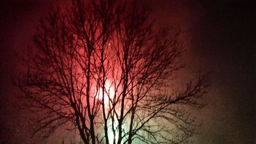 Bare tree against moon at night