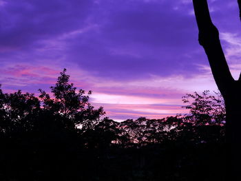 Low angle view of silhouette trees against sky