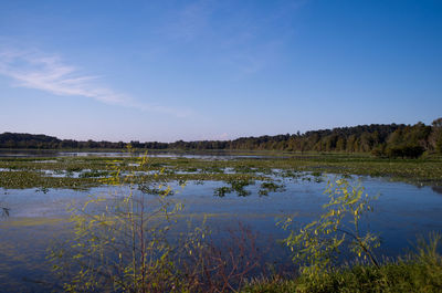 Reflection of trees in calm lake