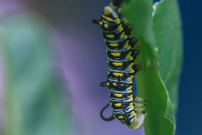 Close-up of caterpillar on leaf