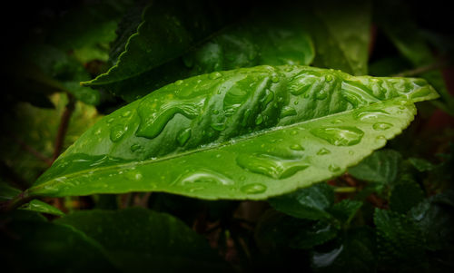 Close-up of water drops on leaves