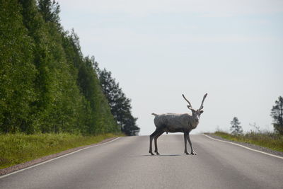 Deer standing on road
