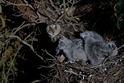 A long-eared owl feeding its chicks