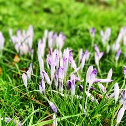 Close-up of purple crocus blooming on field