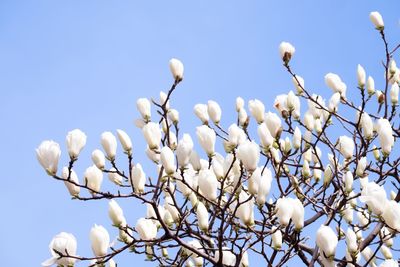 Low angle view of white flowering plants against clear blue sky