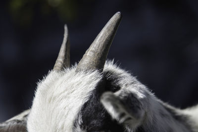 Close-up of a goat