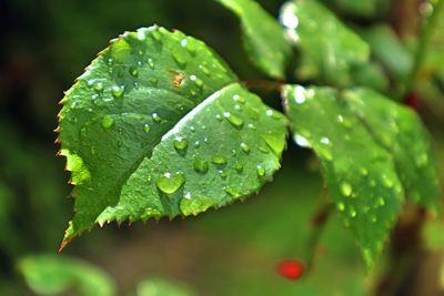 Close-up of raindrops on leaves