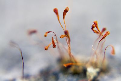 Close-up of wilted flower buds