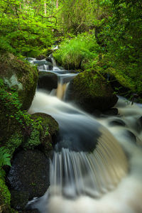 Scenic view of waterfall in forest