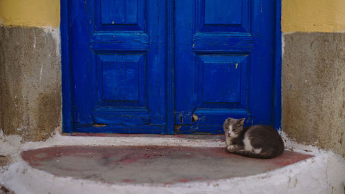 Cat lying on closed door