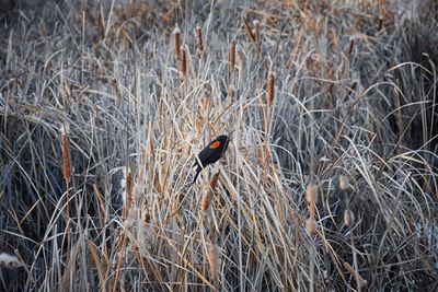 High angle view of bird perching on grass