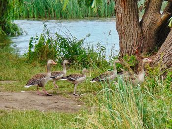 Ducks in a lake