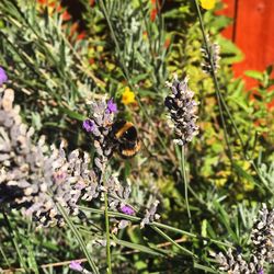 Close-up of bee on purple flowers