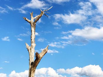 Low angle view of tree against blue sky