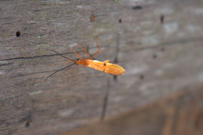 Close-up of insect on wood