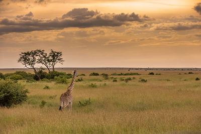 View of giraffe on field against sky at sunset