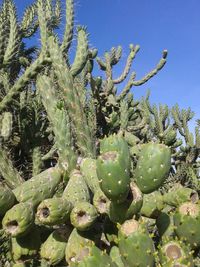 Close-up of succulent plant