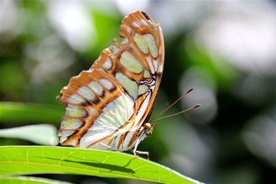 Close-up of butterfly on flower