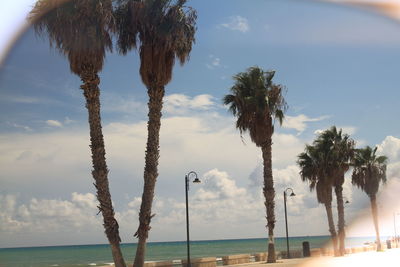 Palm trees on beach against sky