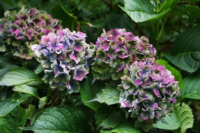 Close-up of pink flowers on plant