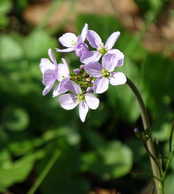 Close-up of purple flowers