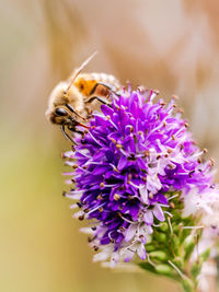 Close-up of bee pollinating on flower