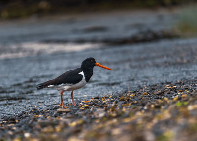 Side view of an oystercatcher bird on beach