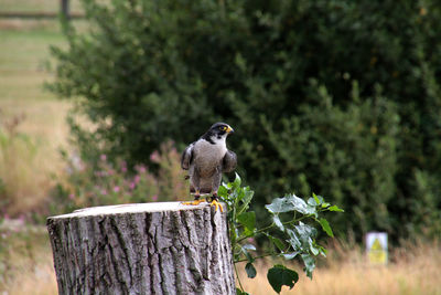 Close-up of peregrine falcon perching on tree stump