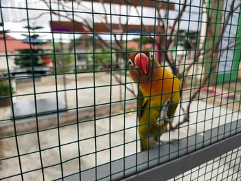 View of bird in cage