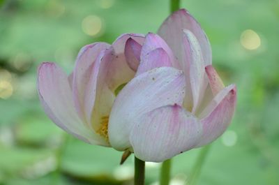 Close-up of pink flower