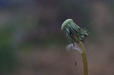 Close-up of insect on leaf