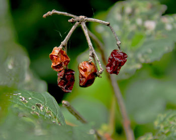 Close-up of red berries growing on plant