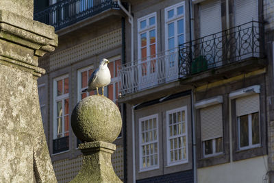 Low angle view of bird perching on building