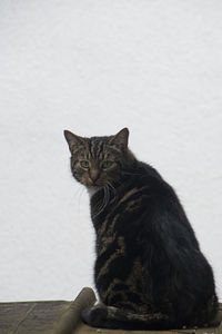 Cat looking away while sitting against wall