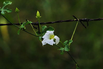 Close-up of white flowers