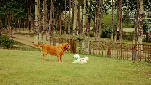 Dogs on grassy field against trees