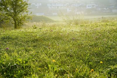 Plants growing on grassy field