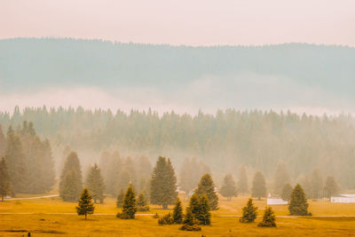 Panoramic shot of trees on field against sky