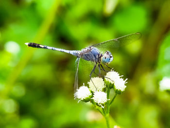 Close-up of butterfly pollinating on flower