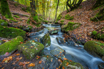 Stream flowing through the forest in autumn