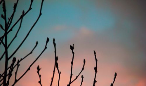 Low angle view of bare tree against sky