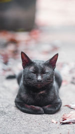 Close-up portrait of black cat relaxing outdoors