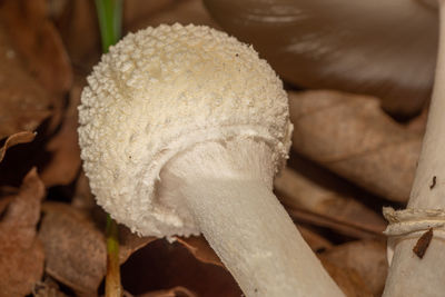 mushroom