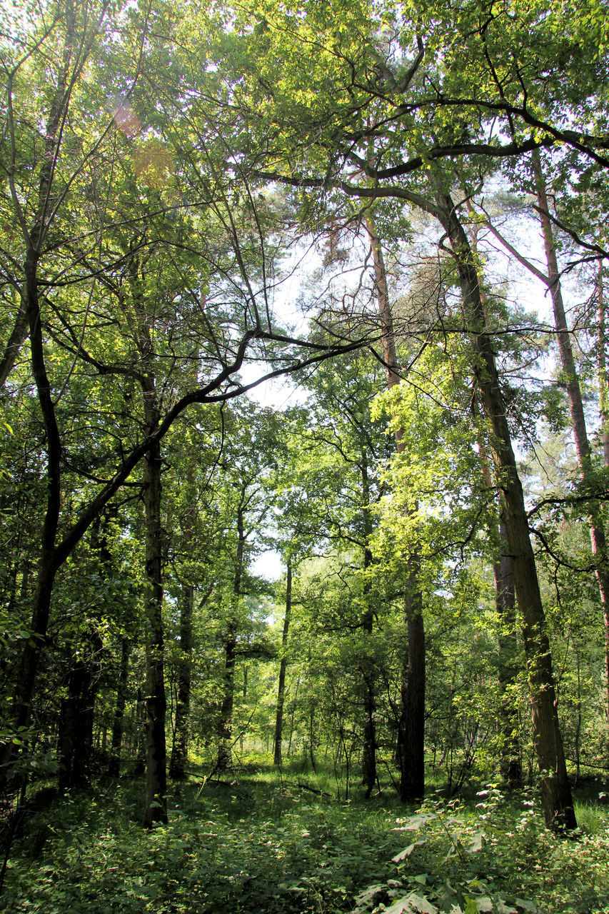 tree, growth, forest, tranquility, green color, tree trunk, nature, tranquil scene, branch, beauty in nature, woodland, lush foliage, scenics, non-urban scene, landscape, day, green, no people, outdoors, idyllic