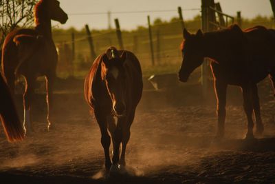 Horses running in a field