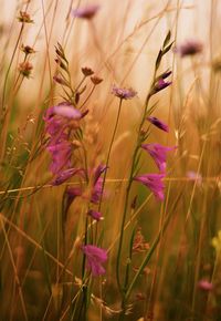 Close-up of purple flowers